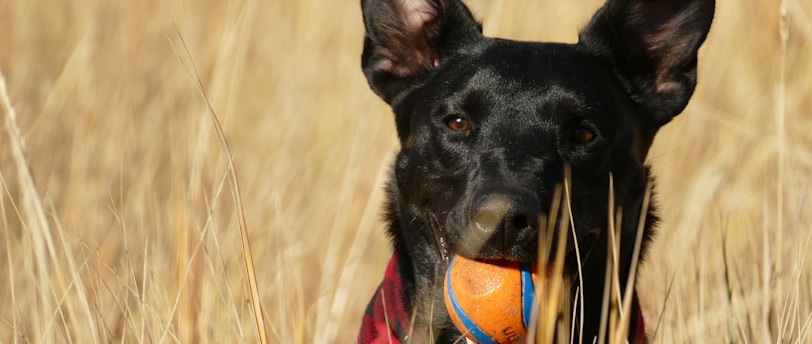 The ABCs of Pet Dental Care: A Comprehensive Guide