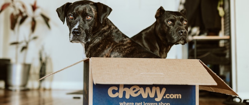 Navigating Life Stage-Specific Challenges in Pet Training